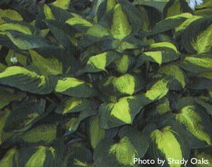 Hosta  'Captain Kirk'