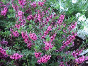 Angelonia  'Carita Raspberry'