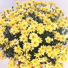 Argyranthemum frutescens 'Butterfly'