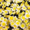 Argyranthemum frutescens 'Solo Mio'