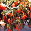 Begonia boliviensis 'Bonfire Scarlet'
