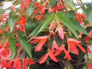 Begonia boliviensis 'Sparkle Salmon'