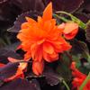 Begonia pendula 'Dell 'Arte Aurora'