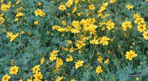 Bidens  'Yellow Charm'