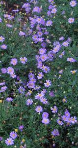 Brachyscome  'Brasco Blue'