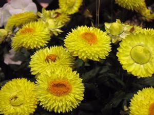 Bracteantha  'Strawburst Yellow'