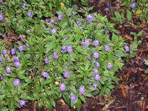 Browalia  'Mary Blue'