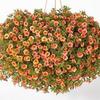 Calibrachoa  'Calimor Desert Shine'