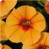 Calibrachoa  'Can-Can Apricot'