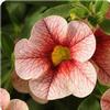 Calibrachoa  'Can-Can Strawberry'