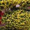 Calibrachoa  'Minifamous Double Lemon'