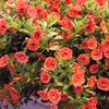 Calibrachoa  'Minifamous Double Orange'
