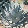 Agave  ''Nova''