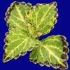Coleus  'Bonnie Gold'