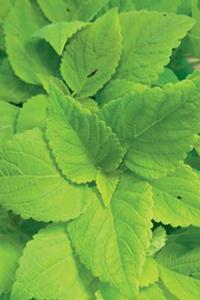 Coleus  'Colorblaze LifeLime'