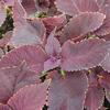 Coleus  'Dark Beauty'