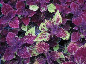 Coleus  'Gold Lace'