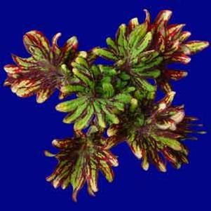 Coleus  'Kingswood Karnival'