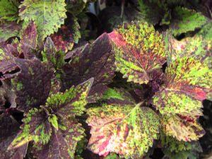 Coleus  'Lime Red'