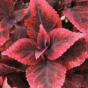 Coleus  'Mariposa'