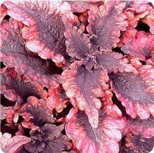 Coleus  'Mississippi Summer'