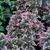 Coleus  'Mixer'