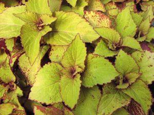 Coleus  'Orange King'