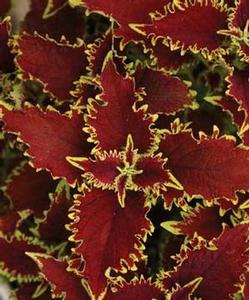 Coleus  'Oscar'