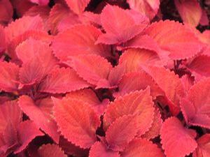 Coleus  'Redhead'