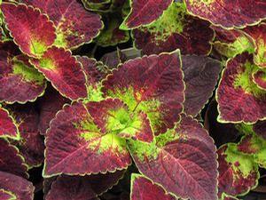 Coleus  'Sangria'