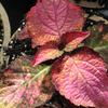 Coleus  'Silk Sunset'