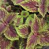 Coleus  'Tapestry'