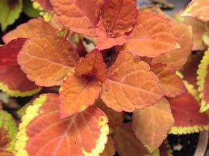 Coleus  'Trusty Rusty'