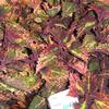 Coleus  'Two Egg'