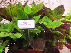 Coleus  'Versa Burgundy to Green'