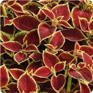 Coleus  'Versa Crimson Gold'