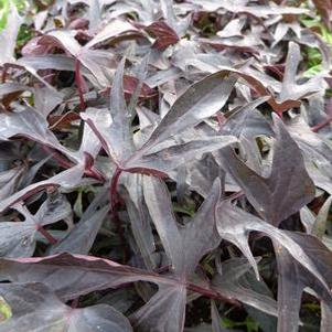 Ipomoea b 'Illusion Midnight Lace' Ipomoea b 'Illusion Midnight Lace'