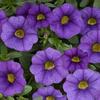 Calibrachoa  'Noa Blue Legend'