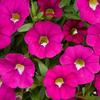 Calibrachoa  'Noa Dark Pink Carnival'