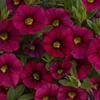 Calibrachoa  'Noa Mega Magenta'