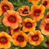 Calibrachoa  'Noa Orange Eye'