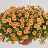 Calibrachoa  'Noa Peach'
