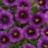 Calibrachoa  'Noa Ultra Purple'
