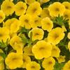 Calibrachoa  'Noa Yellow'