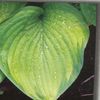 Hosta  'Guacamole'