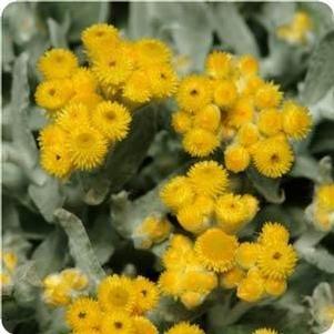 Chrysocephalum apiculatum 'Silver Fox'