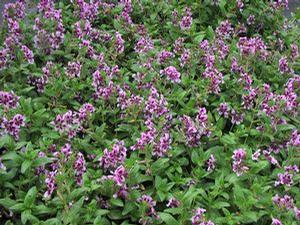 Cuphea llavea 'Vienco Lavender'