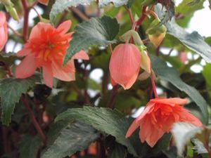 Begonia  'Dell 'Arte Afterglow'