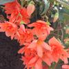 Begonia  'Dell'Arte Afterglow'