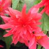 Begonia  'Dell'Arte Pynken'